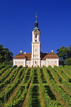 Vines and the pilgrimage church of Birnau abbey under blue sky, Lake Constance, Baden Wurttemberg, Germany