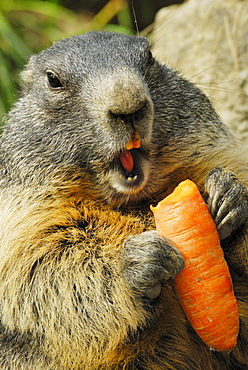 Marmot gnawing on carrot, Alpine Marmot, Marmota marmota