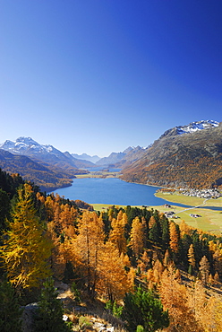 Larches in autumn colours above lake Silvaplaner See and lake Silser See with Piz da la Margna, Oberengadin, Engadin, Grisons, Switzerland