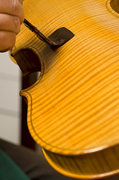 Primo Pistoni making a violin in his workshop, Applying varnish, Violin Maker, Cremona, Lombardy, Italy