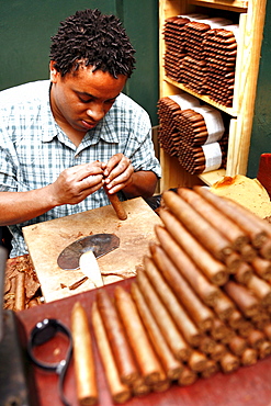 A man rolling cigars, Calle Ocho, Miami, Florida, USA