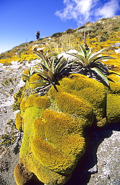 Alpine vegetation along the Kepler Track in the sunlight, Kepler Mountains, South Island, New Zealand, Oceania