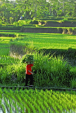 Woman carrying load on her head over rice fields, Bangli district, Bali, Indonesia, Asia