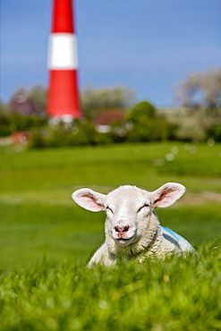 Lamb in grass, lighthouse in background, Pellworm Island, North Frisian Islands, Schleswig-Holstein, Germany