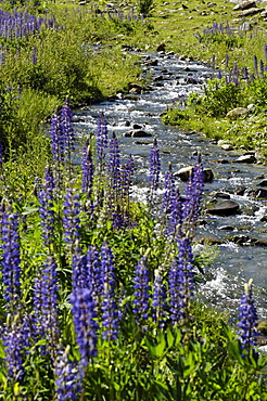 Mountain stream with flowers in the sunlight, Schnals valley, Val Venosta, South Tyrol, Italy, Europe