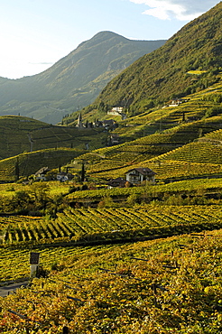 Vineyards and the Magdalena hill in the sunlight in autumn, Bozen, South Tyrol, Italy, Europe