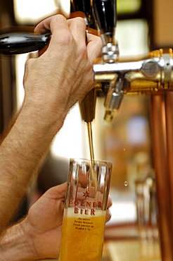 A glass of beer beneath the tap, brewery Hopfen & Co., Bozen, South Tyrol, Italy, Europe