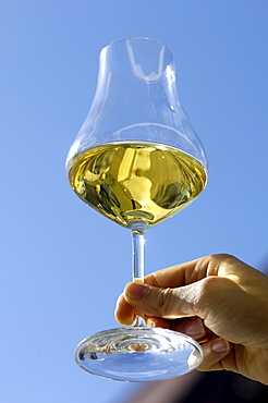 A hand holding a glass of white wine in front of blue sky, South Tyrol, Italy, Europe