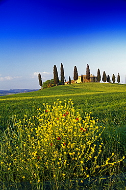 Yellow flowers in front of country house with cypresses, Val d'Orcia, Tuscany, Italy, Europe