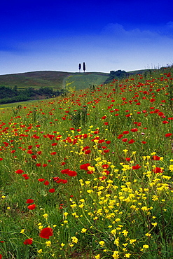 Flower meadow with poppies under blue sky, Val d'Orcia, Tuscany, Italy, Europe