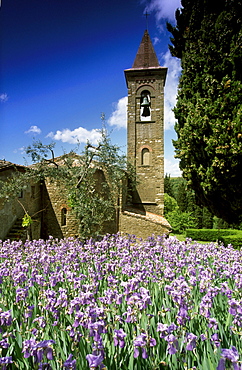 Iris in front of a chapel in the sunlight, Chianti region, Tuscany, Italy, Europe