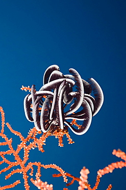 Crinoid sit on Sea Fan, Short Dropoff, Micronesia, Palau