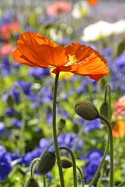 Blooming poppy, Merano, Trentino-Alto Adige/Suedtirol, Italy