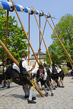 Setting up the Maypole, Bad Aibling, Upper Bavaria, Bavaria, Germany