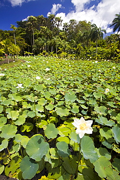 Mauritius, Africa Nymphea Lotus flower tank in Sir Seewoosagur Ramgoolam Royal Botanical Garden of Pamplemousses, Mauritius, Africa