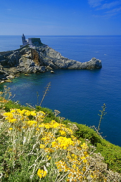 Yellow flowers in front of the church San Pietro on the rocky coast, Portovenere, Italien Riviera, Liguria, Italy, Europe