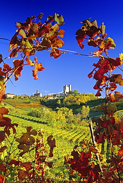 Vineyards in front of Serralunga dâˆšÃ‡Â¬Â¥Alba in the sunlight, Piedmont, Italy, Europe