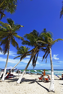 Palm trees at Playa El Aqua, Isla Margarita, Nueva Esparta, Venezuela