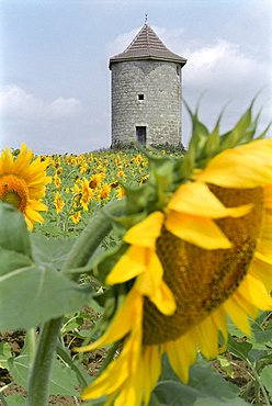 Sunflowers in a field, Lot-et-Garonne, Lot et Garonne, France