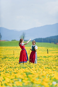 Two girls in meadow of dandelions, Antdorf, Upper Bavaria, Germany