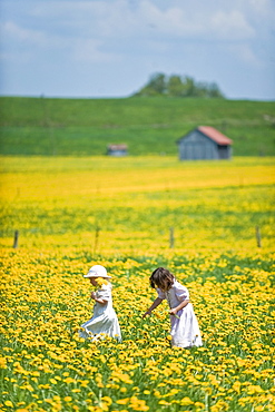 Two girls in meadow of dandelions, Antdorf, Upper Bavaria, Germany