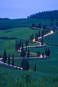 Alley of cypresses in Monticchiello, Tuscany, Italy