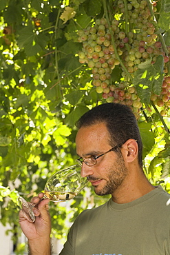 Sophocles Vlassides, Oenologist and managing director, winetasting, Vlassides Winery, Koilani, Troodos mountains, Cyprus