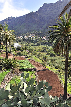 Palm trees and cactuses at Valle Gran Rey, Gomera, Canary Isles, Spain, Europe