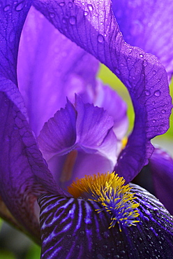 Close up of the violet petals and yellow stamina of iris