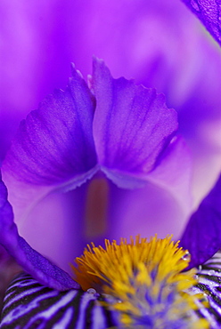 Close up of the violet petals and yellow stamina of iris