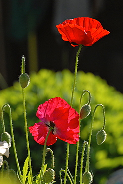 Red poppies in the garden, Germany, Europe