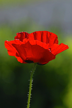 Red poppies in the garden, Germany, Europe