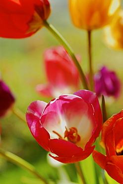 Bunch of garden tulips