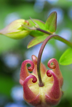 Close up of granny's nightcap blossom and bud