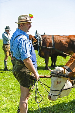 Bull race, Haunshofen, Wielenbach, Upper Bavaria, Germany