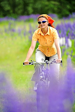 Woman cycling between lupines, Altmuehl Lake, Altmuehltal cycle trail, Altmuehltal, Bavaria, Germany