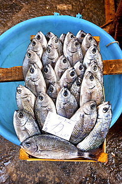 Fish market, Catania, Sicily, Italy