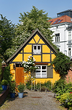 Picturesque half-timbered house at Johanniskloster, Hanseatic town Stralsund, Mecklenburg-Western Pomerania, Germany, Europe