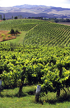 Vineyard in a wine growing district on the South Island, New Zealand