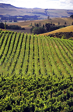 View over vineyard in a wine growing district, South Island, New Zealand