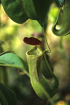 The Carnivorous pitcher plant is found in swamps and along rivers on the Cape York Peninsula, Queensland, Australia