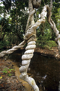 Rainforest lined creek near Mt. Tozer on the Cape York Peninsula, Queensland, Australia