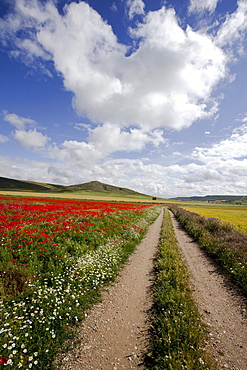 Poppy field near Castrojeriz, Camino Frances, Way of St. James, Camino de Santiago, pilgrims way, UNESCO World Heritage, European Cultural Route, province of Burgos, Old Castile, Castile-Leon, Castilla y Leon, Northern Spain, Spain, Europe