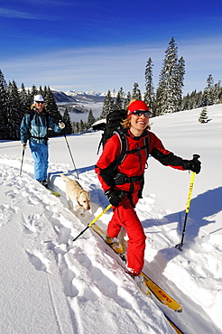 People ski touring through snowy landscape, Duerrnbachhorn, Reit im Winkl, Chiemgau, Upper Bavaria, Germany, Europe