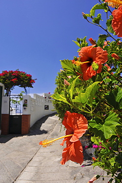 Red hibiscus flower growing in an alley in El Pris, Tacoronte, Tenerife, Canary Islands, Spain