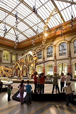 Skeletons of dinosaurs at Berlin Museum of Natural History, Invalidenstrasse, Berlin-Mitte, Berlin, Germany, Europe