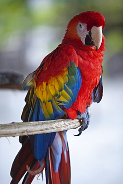 Close up of scarlet macaw named Paco, Isla Tortuga, Puntarenas, Costa Rica, Central America, America