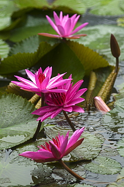 Water lilies in a pond at Datai Resort, Lankawi Island, Malaysia, Asia