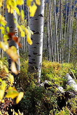 Aspen trees in Aspen, Colorado, USA, North America, America