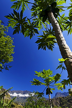 Papaya tree and Piton des Neiges in Cirque de Cilaos, La Reunion, Indian Ocean